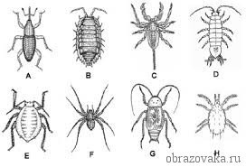 Представники павукоподібних, різноманіття класу і середовище проживання за списком