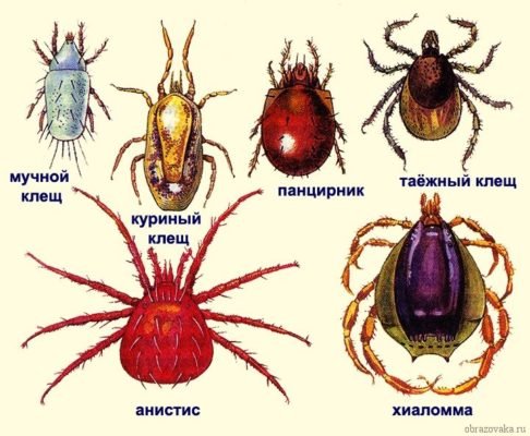 Представники павукоподібних, різноманіття класу і середовище проживання за списком