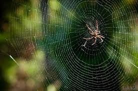 Значення павукоподібних у природі та житті людини – основний вплив