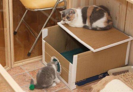 Будиночок для кішки своїми руками: Покрокова інструкція