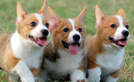 Карликові породи собак: фото з назвами