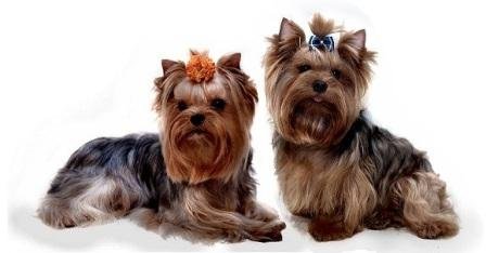 Карликові породи собак: фото з назвами