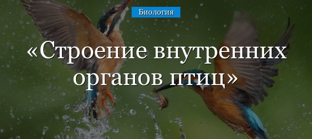 Внутрішня будова птахів, особливості внутрішніх органів