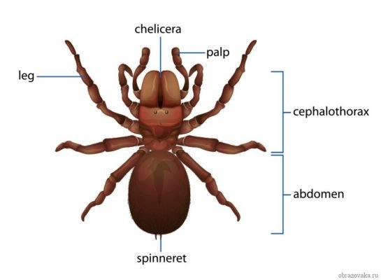 Тип членистоногі павуки – види павукоподібних, клас і що до нього відноситься