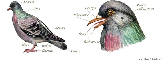Внутрішня будова птахів, особливості внутрішніх органів