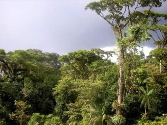 Природні зони вологих екваторіальних лісів – що характерно, опис