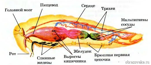 Кишечнополостные членистоногі – основні особливості