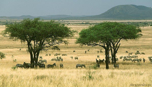 Природні зони Африки – характеристика, стан, карта і таблиця для 7 класу