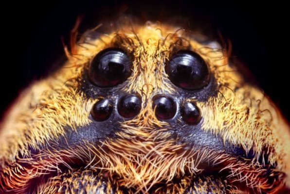 Органи почуттів у павукоподібних – зір і дотик