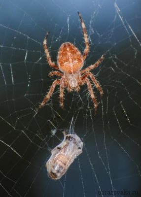 Клас Павукоподібні – павук хрестовик, будова і особливості поведінки