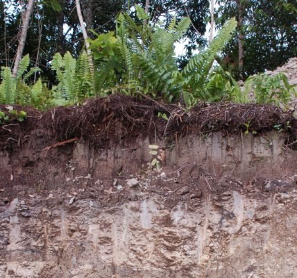 Підзолисті ґрунти – для якої природної зони характерні дерново підзолисті типи