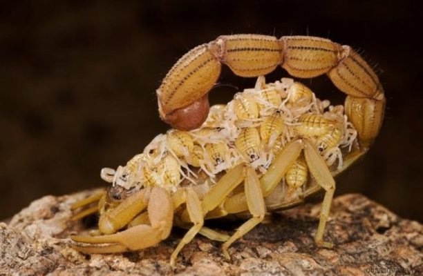 Скорпіон – представник павукоподібних або комаха, до якого класу відноситься