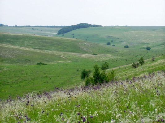 Природна зона Воронезької області і Воронежа