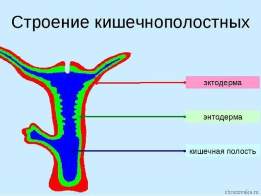 Кишечнополостные членистоногі – основні особливості