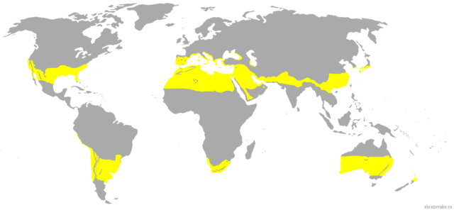 Природні зони Субтропічного поясу, степ і пампа як основні субтропіки