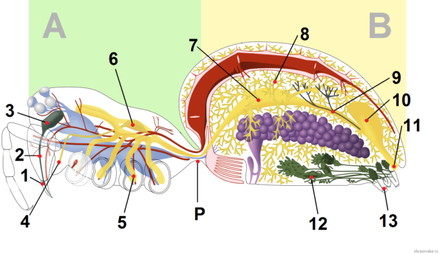 Видільна і травна система павукоподібних, органи і процес травлення