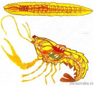 Відмінність тіла членистоногих від кільчастих червів – в чому різниця