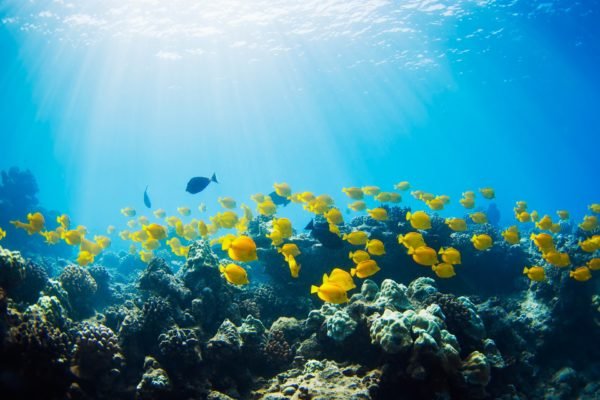 Світовий океан – значення для людей і природи, роль і значення в житті