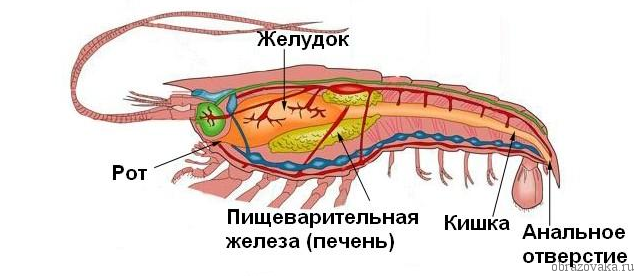 Відділи тіла членистоногих – які порожнини має, членисті кінцівки і скелет