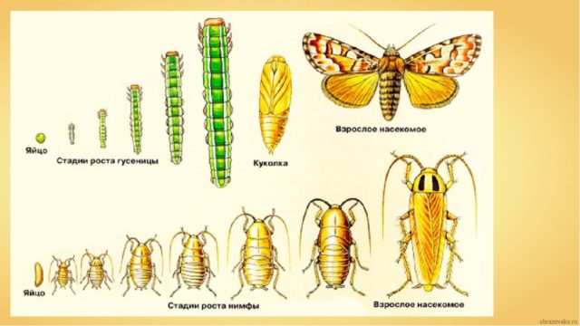 Членистоногі комахи – кого відносять до типу (список)