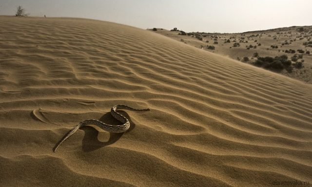 Природна зона Пустеля і напівпустеля – план опису (4 клас), характеристика повідомлення