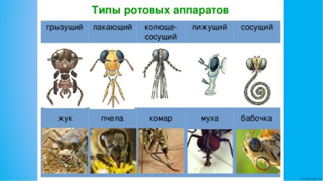 Членистоногі комахи – кого відносять до типу (список)