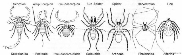 Тип членистоногі павуки – види павукоподібних, клас і що до нього відноситься