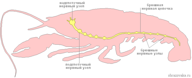 Нервова система членистоногих – тип, з якою схожа