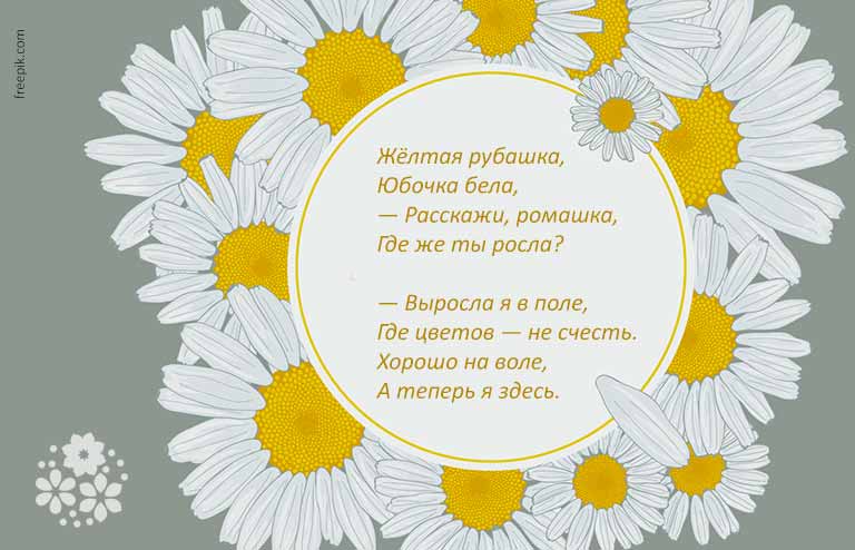 Вірші про ромашку для дітей короткі, красиві, ніжні, про ромашках польових російських поетів