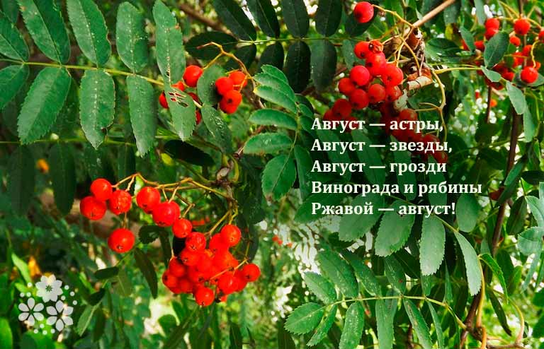 Короткі, гарні вірші про літо російських поетів класиків для дітей