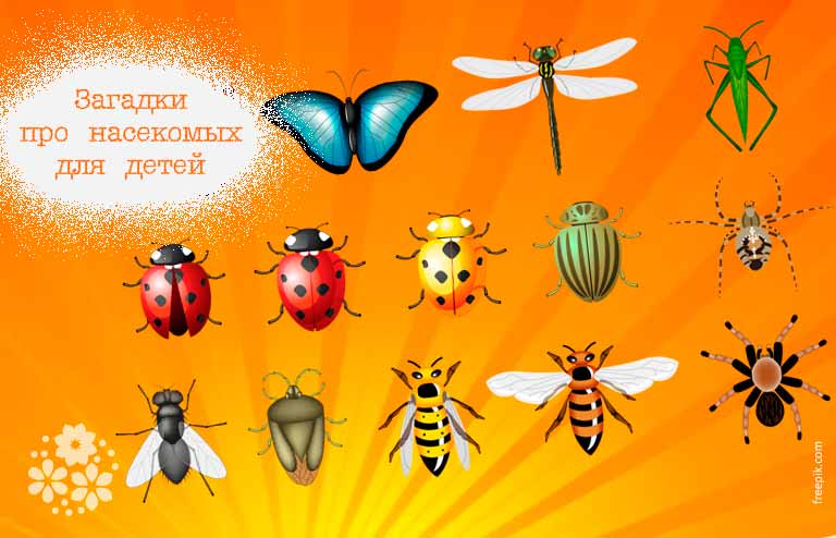 Загадки про комах для дітей з відповідями