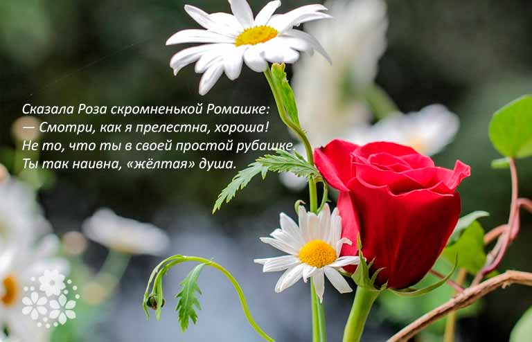 Вірші про ромашку для дітей короткі, красиві, ніжні, про ромашках польових російських поетів