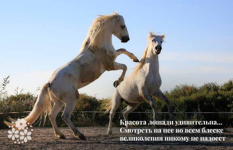 Цитати і афоризми про коней
