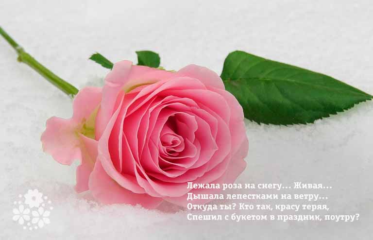 Гарні вірші про троянди для дітей і дорослих