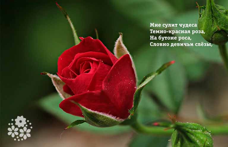 Гарні вірші про троянди для дітей і дорослих