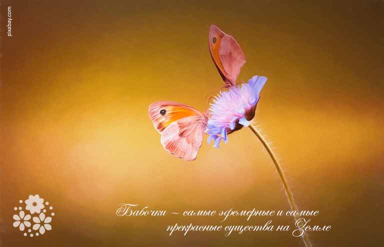 Красиві цитати і статуси про метеликів