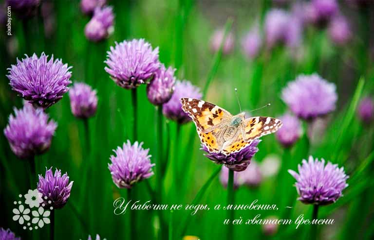Красиві цитати і статуси про метеликів